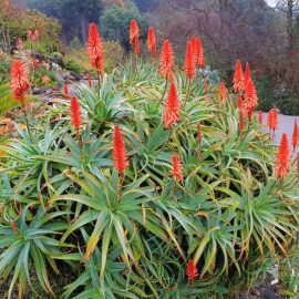 Say “Aloe” to My Little Friend!
