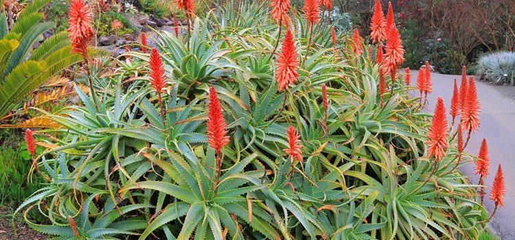 Say “Aloe” to My Little Friend!