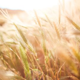 Is Going Gluten-Free Really Worth It?